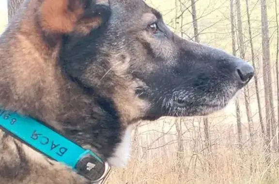 Собаки потеряшки, Иваново, фото: Потеряшка собака, ул. Ген. Хлебникова, Иваново