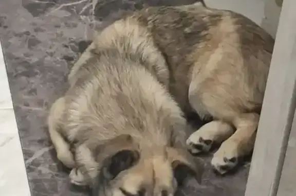 Найдена собака, Новосибирск, фото: Найдена собака, ул. Забалуева, 41