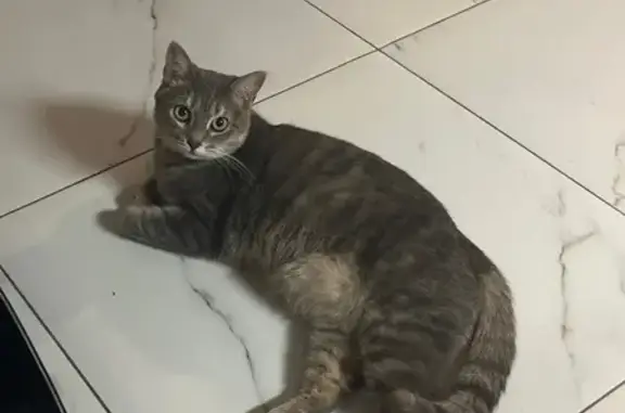 Пропала кошка в СНТ 