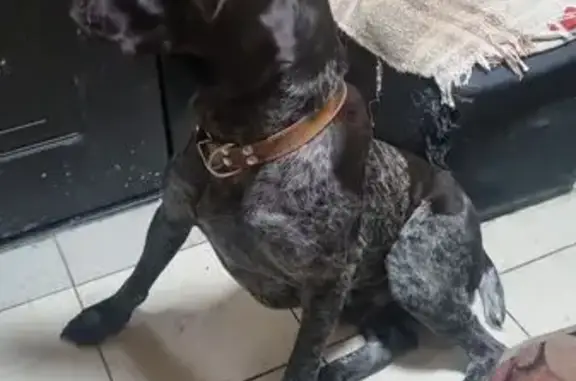 Найдена собака, Ломоносов, фото: Курцхаар найден в Ломоносове, СПб