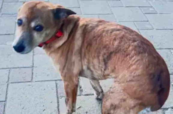 Объявления о пропавших и найденных животных, Абинск, фото: Найдена собака, ул. Советов 128Б, Абинск