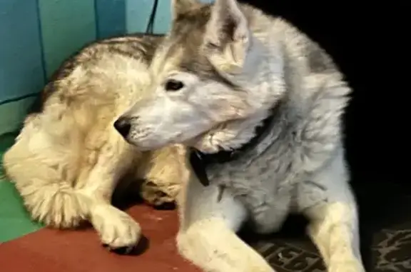 Объявления о пропавших и найденных животных, Ростов-на-Дону, фото: Хаски найдена: 2-я Краснодарская, 92, Ростов-на-Дону