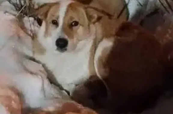 Пропала собака, ул. Секисова, 51, Тюмень - photo