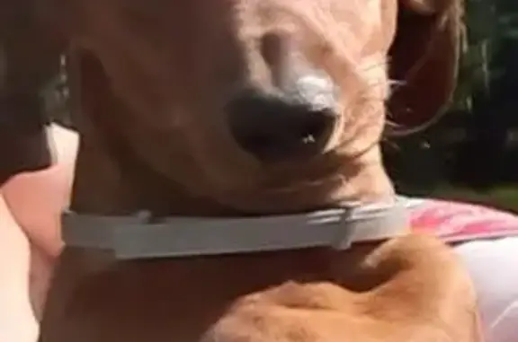 Собаки потеряшки, Румянцево, фото: Потеряшка такса, Волоколамское ш., 6