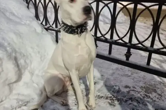 Объявления о пропавших и найденных животных, Кострома, фото: Белая собака найдена на Козуева, 4