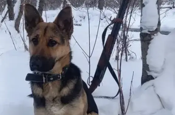 Пропала собака в Медногорске, Оренбургская обл. - photo
