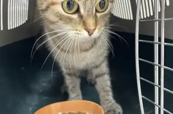 Объявления о пропавших и найденных животных, Вязьма, фото: Трехцветная кошка найдена, ул. Осипенко, 29