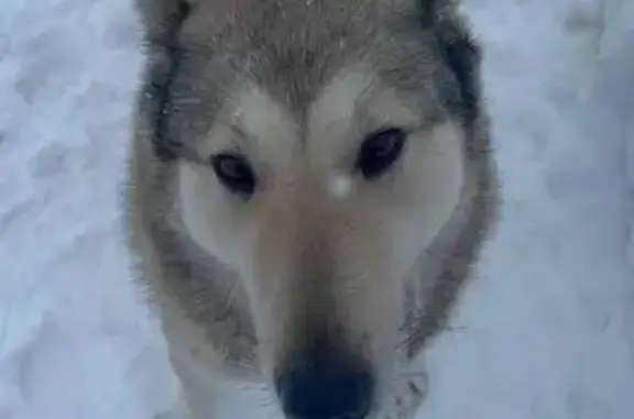 Найдена собака, Ясногорск, фото: Лайка найдена в Верхнем Красино, Ясногорск