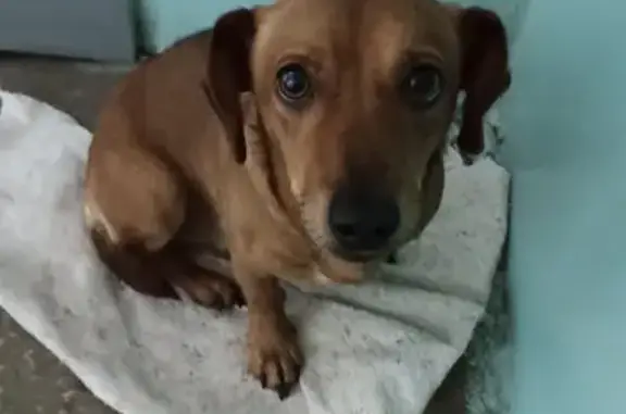 Найдена собака, Магнитогорск, фото: Найдена такса на ул. Ручьёва, Магнитогорск