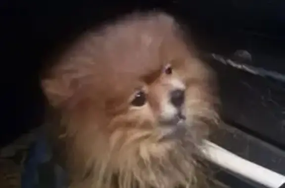 Найдена собака, Тула, фото: Рыжий шпиц найден, ул. Лазо 14/62, Тула