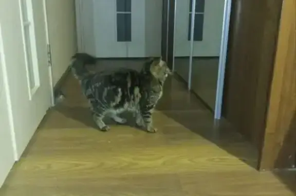 Кошка найдена у магазина, Советская ул. - photo