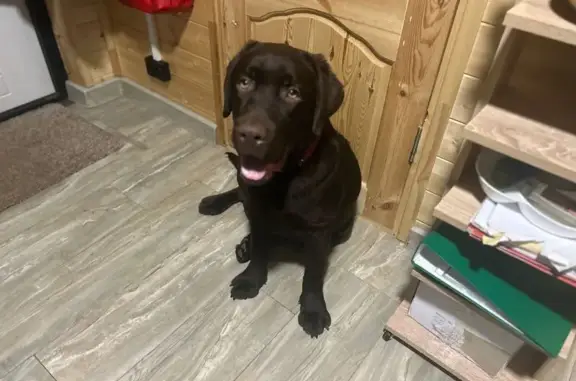 Пропала коричневая собака, Ярославль - photo