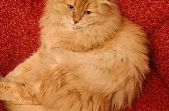 Пропала кошка, 10 Полевской - photo