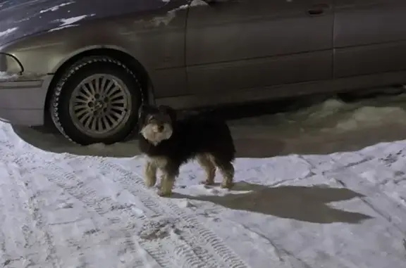 Найдена собака, Брянск, фото: Собака найдена на Бурова 20/18, Брянск