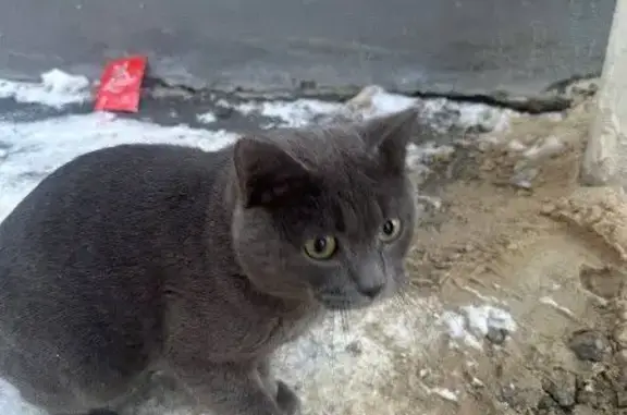 Найденные животные Тюмень, фото: Кошка найдена: Черниговская, 5, Тюмень