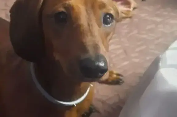 Собаки потеряшки, Румянцево, фото: Потеряшка такса, Савельевское шоссе, 13.01