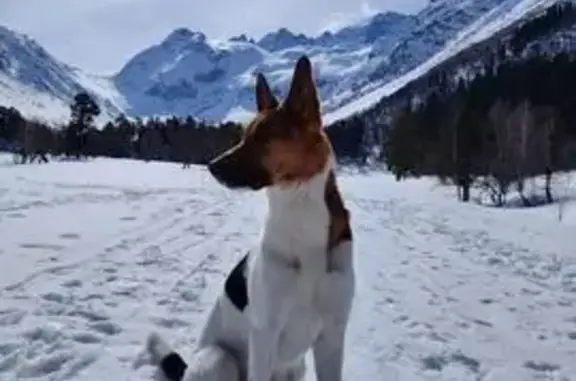 Пропала собака Гоша, Лосино-Петровский - photo