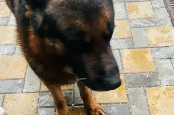 Найдена собака, Ростов-на-Дону, фото: Найдена овчарка, ул. Страны Советов, 19