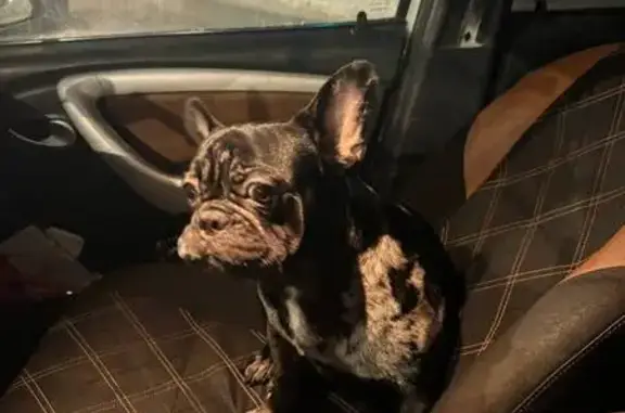 Найдена собака, Калининград, фото: Собака найдена: ул. Баженова, Калининград