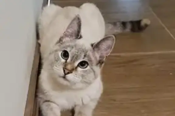 Пропала кошка, 5-й пр. Куликова Поля, 52 - photo