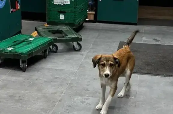 Найдена собака, Тюмень, фото: Щенок найден: ул. Луначарского, 18, Тюмень