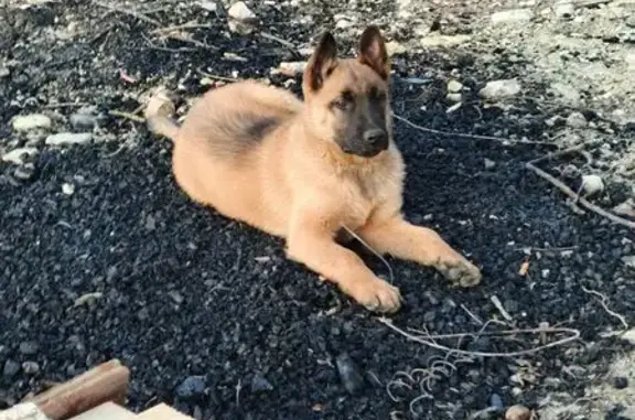 Найдена собака, Шепси, фото: Пропала собака Рыжий, ул. Солнечная, Шепси