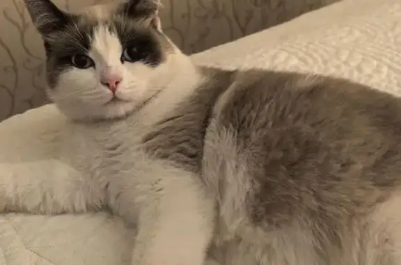 Пропала кошка, Центр. ул., Горшечное - photo