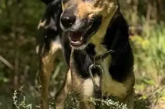 Найдена собака, Птичное, фото: Найдена собака, СПК Десна, Птичное, Москва