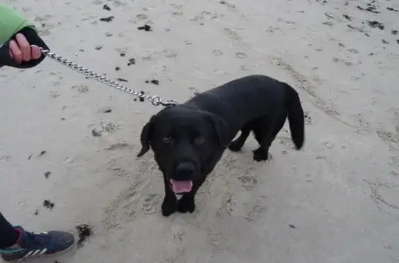 Пропала собака, ул. Чернышёва 3, Пионерский - photo