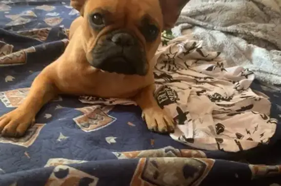 Объявления о пропавших и найденных животных, Сальск, фото: Пропала рыжая собака, Садовый пер., Сальск