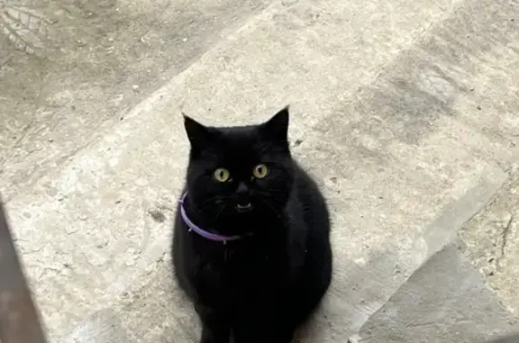 Найдена кошка, Махачкала, фото: Кошка найдена: 8-я Акгельная, Махачкала
