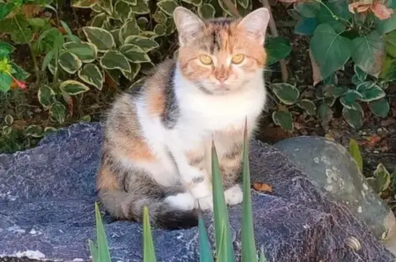 Пропала кошка, Войсковой проезд 18 - photo