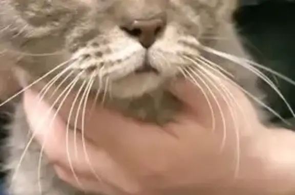 Найдена кошка, Санкт-Петербург, фото: Найдена кошка, Трамвайный пр., СПб