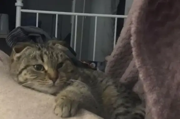 Пропала кошка, Лечебный пер., Ростов-на-Дону - photo