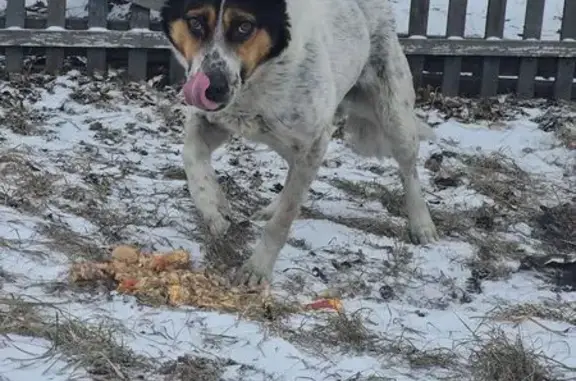 Объявления о пропавших и найденных животных, Черногорск, фото: Найдена собака, Черногорск, Хакасия