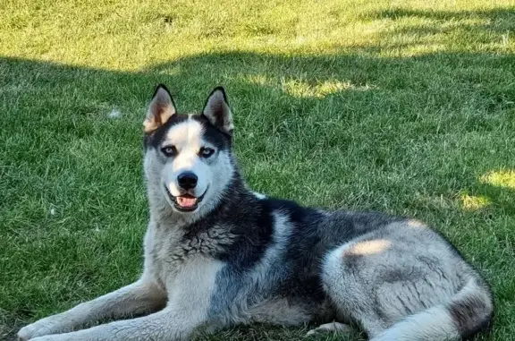 Пропала собака, ул. Карла Либкнехта, 16 - photo
