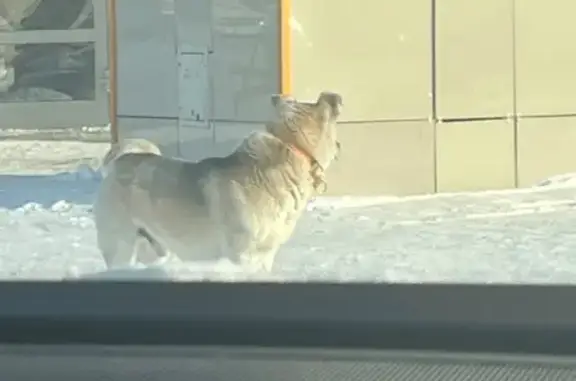 Найдена собака, Прокопьевск, фото: Собака найдена у ТЦ Победы, Прокопьевск