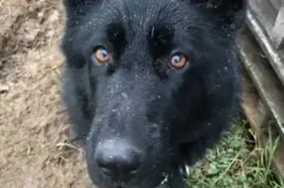 Собаки потеряшки, Онуфриево, фото: Потеряшка собака в Онуфриево, 46Н-02885