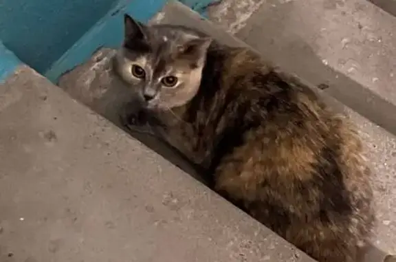 Пропала кошка, ул. 50 лет Октября, 74/2 - photo