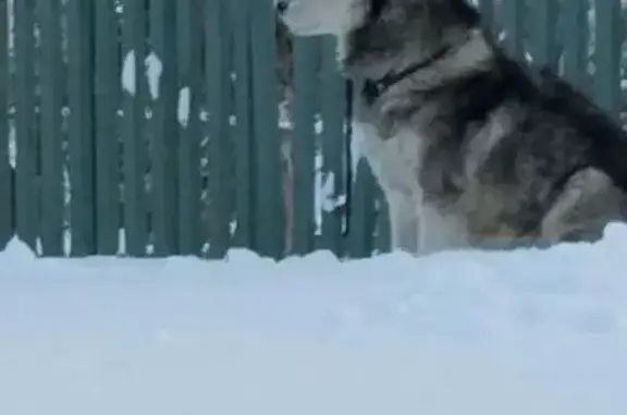 Найдена собака, Терновка, фото: Собака найдена: Терновка, Центральная ул.