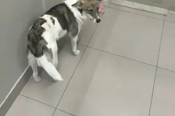 Найдена собака, Мозжуха, фото: Собака найдена: Центральная ул., 54, Мозжуха