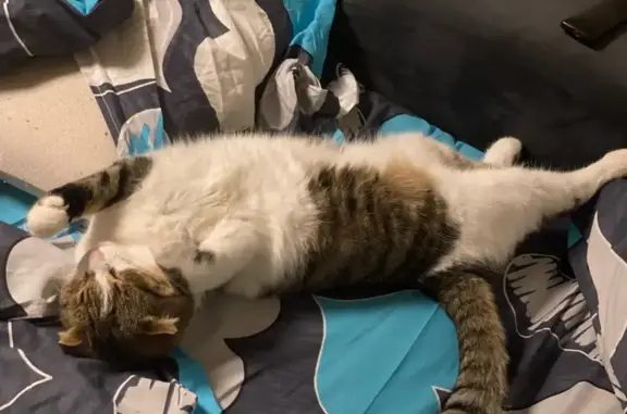 Пропала кошка, Московская ул, 32, Городец - photo