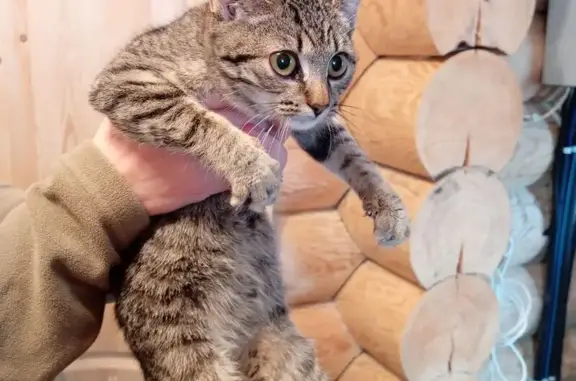 Найдена кошка, Вологда, фото: Котёнок найден у магазина на Строителей, 14А