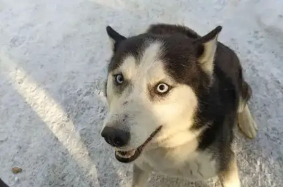 Пропала собака, Сарафановская 66, Иркутск - photo