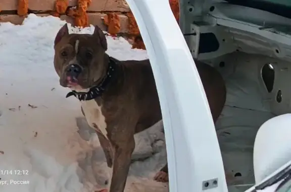 Найдена собака, Оренбург, фото: Найдена собака, Октябрьская 40, Оренбург