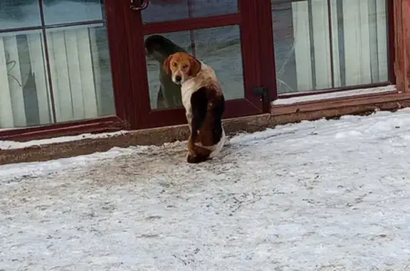 Найдена охотничья собака, Колпна - photo