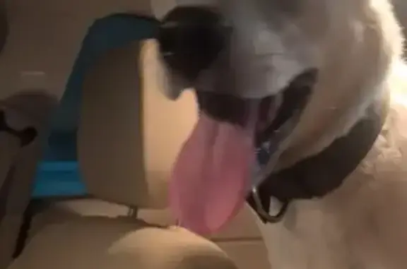 Найдена собака, Аннинское, фото: Собака найдена: Аннинское, 9