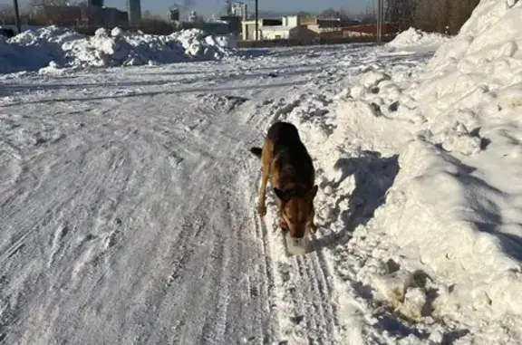 Объявления о пропавших и найденных животных, Екатеринбург, фото: Собака найдена на Вишнёвой, 35, Екатеринбург