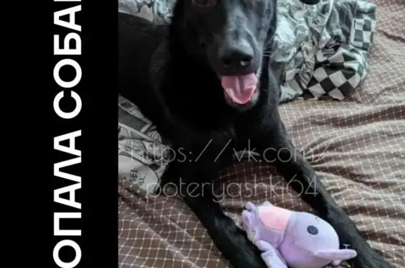 Пропала собака, ул. Серафимовича, Энгельс - photo