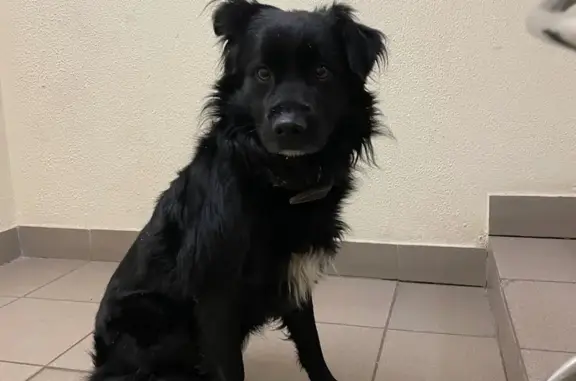 Найдена собака, Тула, фото: Найдена собака у пр. Ленина, 102, Тула